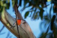 Lejscik ohnivy - Petroica phoenicea - Flame Robin o9156